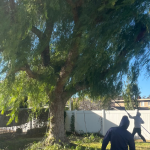 Affordable Tree Service