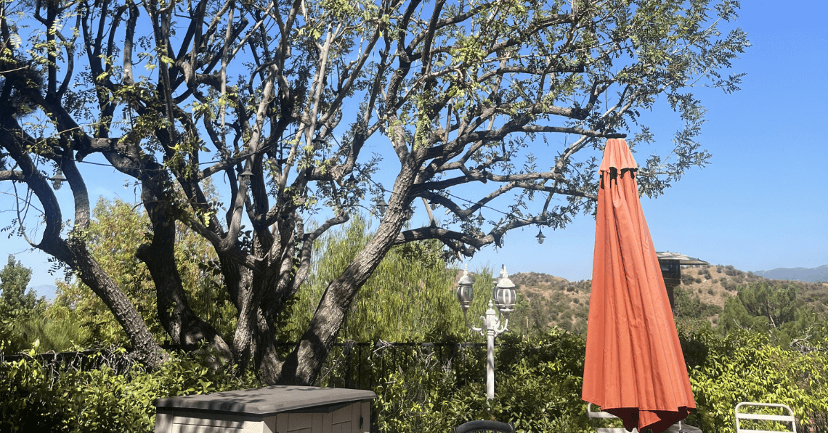 Tree Care Maintenance